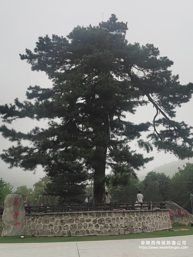 陕西西安翠华山景区古树避雷针安装项目